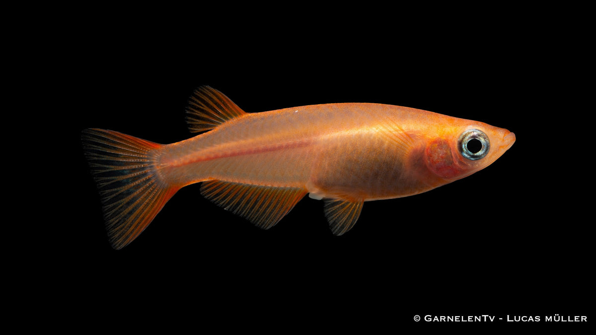 Goldener Medaka Reiskärpfling Oryzias latipes mit leuchtender Färbung im ruhigen Aquarium