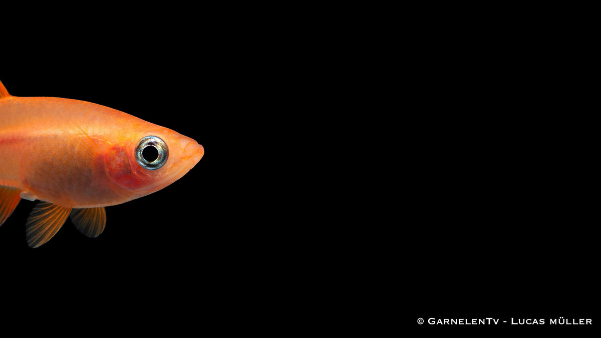 Oryzias latipes Gold in Seitenansicht mit schlanker Körperform und klarer Flossenstruktur