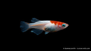 Medaka Reiskärpfling Komachi Kohaku - Oryzias latipes im Aquarium schwimmend