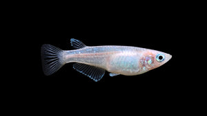 Medaka Reiskärpfling Platin - Oryzias latipes