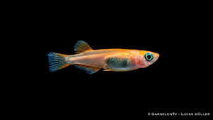 Medaka Reiskärpfling Red Emperor - Oryzias latipes