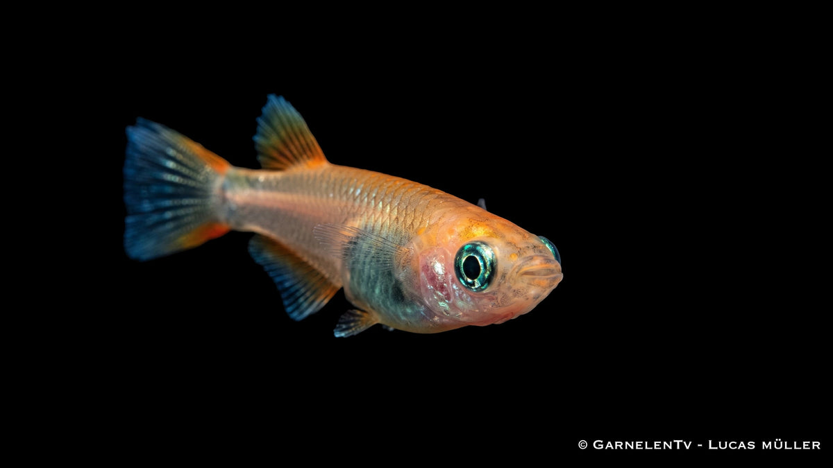 Medaka Reiskärpfling Red Emperor - Oryzias latipes