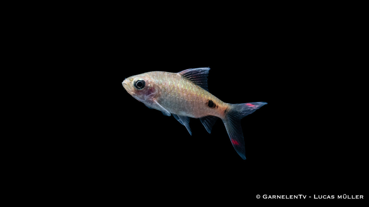 Mehacola Barbe (Puntius mehacola) swimming in aquarium