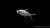 Mehacola Barbe (Puntius mehacola) swimming in aquarium