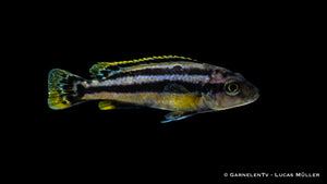 Melanochromis chipokae in Gruppenhaltung
