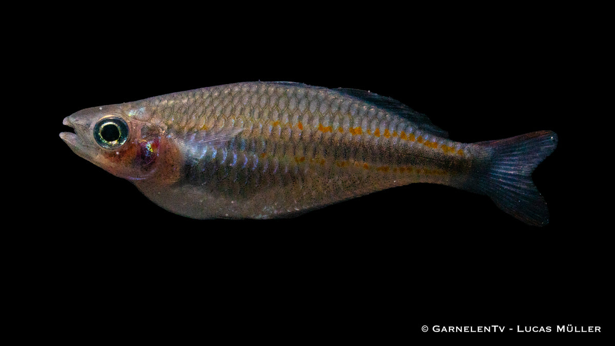 Melanotaenia trifasciata mit blauem Band am Körper