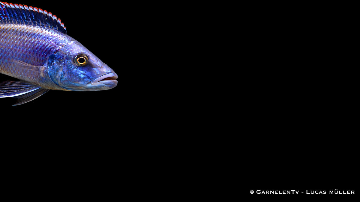 Messerbuntbarsch - Dimidiochromis compressiceps