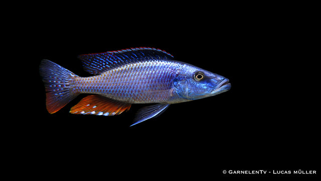 Messerbuntbarsch - Dimidiochromis compressiceps