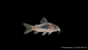 Metallpanzerwels - Osteogaster (Corydoras) aeneus (DNZ)