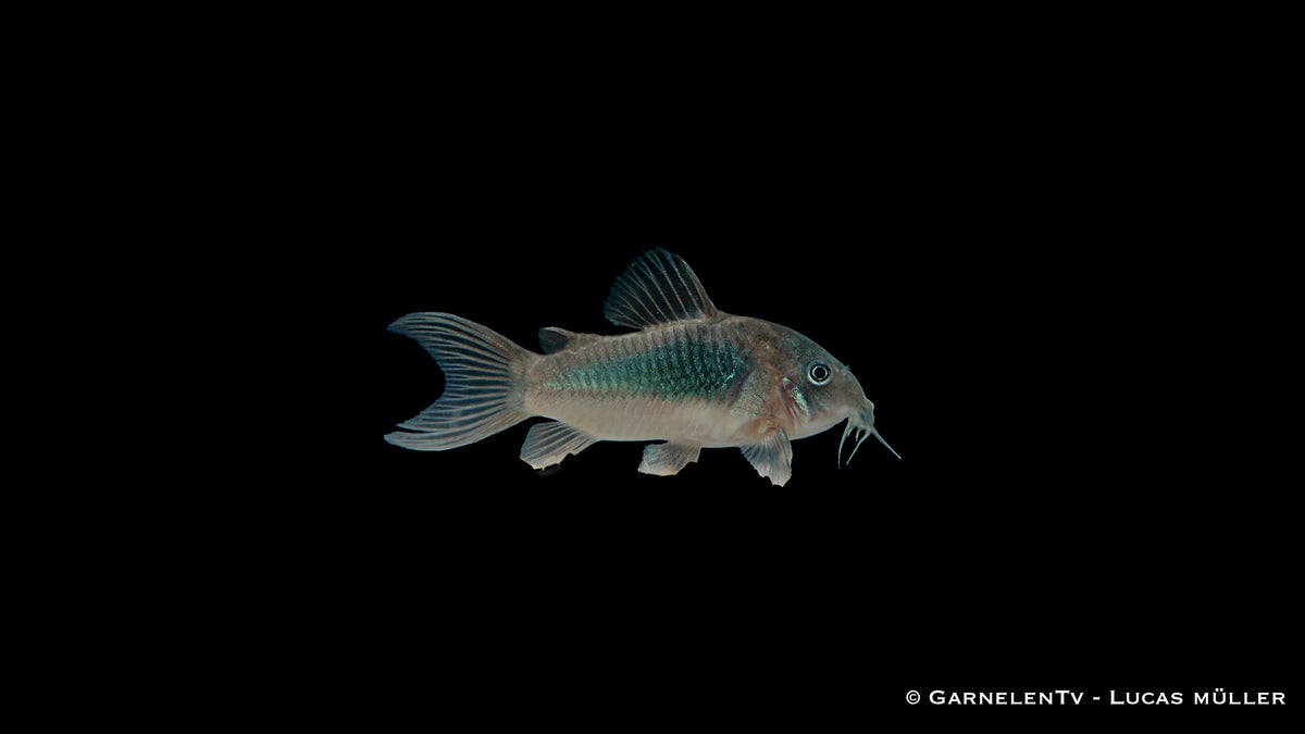 Metallpanzerwels - Osteogaster (Corydoras) aeneus (DNZ)