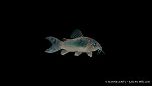 Metallpanzerwels - Osteogaster (Corydoras) aeneus (DNZ)