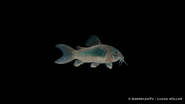 Metallpanzerwels - Osteogaster (Corydoras) aeneus (DNZ)