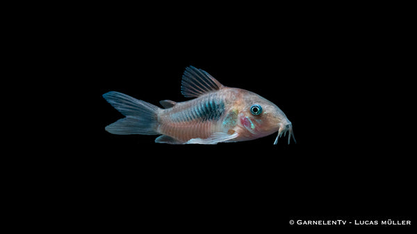 Metallpanzerwels - Osteogaster (Corydoras) aeneus (DNZ)