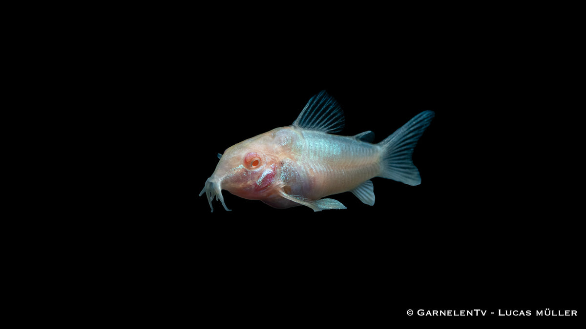 Albino-Metallpanzerwels Corydoras aeneus albino im Aquarium