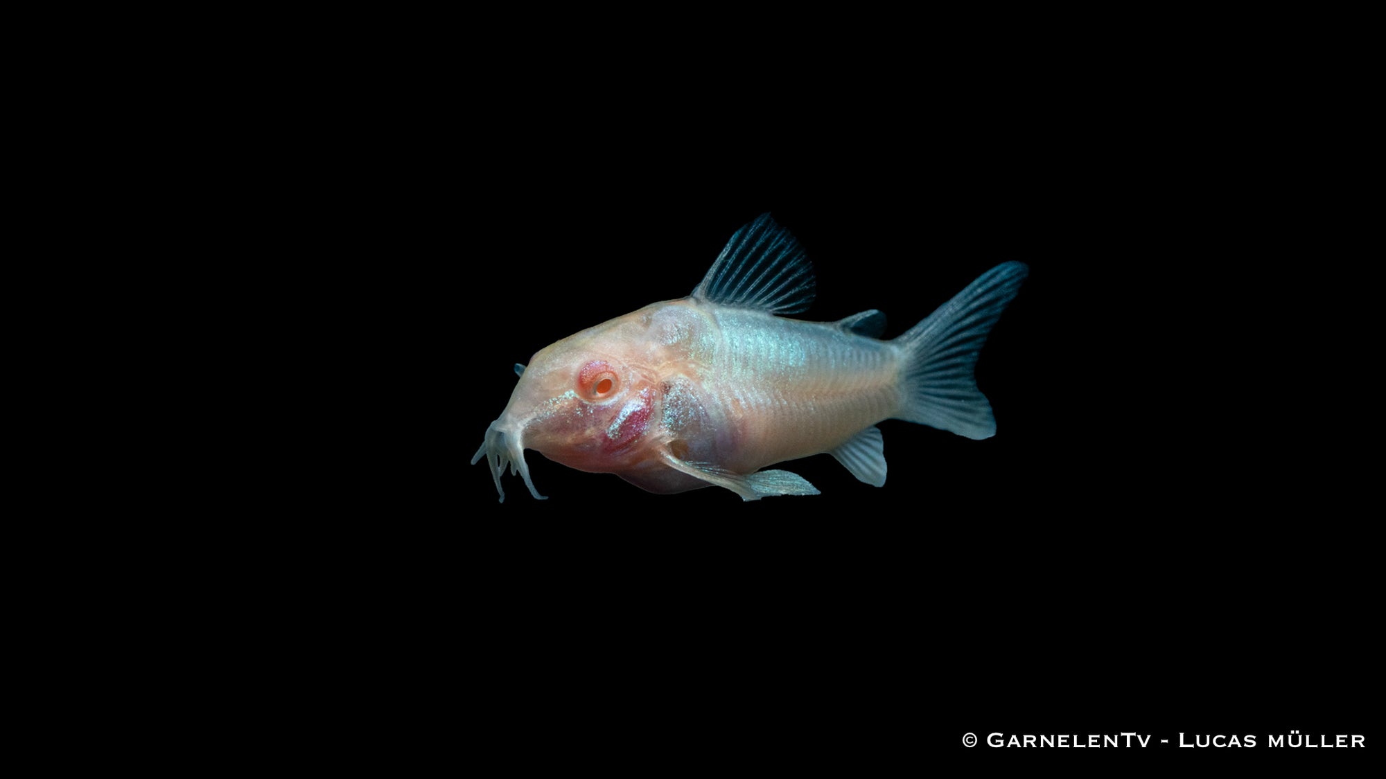 Albino-Metallpanzerwels Corydoras aeneus albino im Aquarium