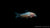 Albino-Metallpanzerwels Corydoras aeneus albino im Aquarium