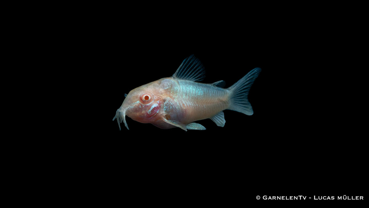 Corydoras aeneus albino – friedlicher Bodenbewohner im Gemeinschaftsaquarium
