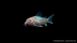Corydoras aeneus albino – friedlicher Bodenbewohner im Gemeinschaftsaquarium