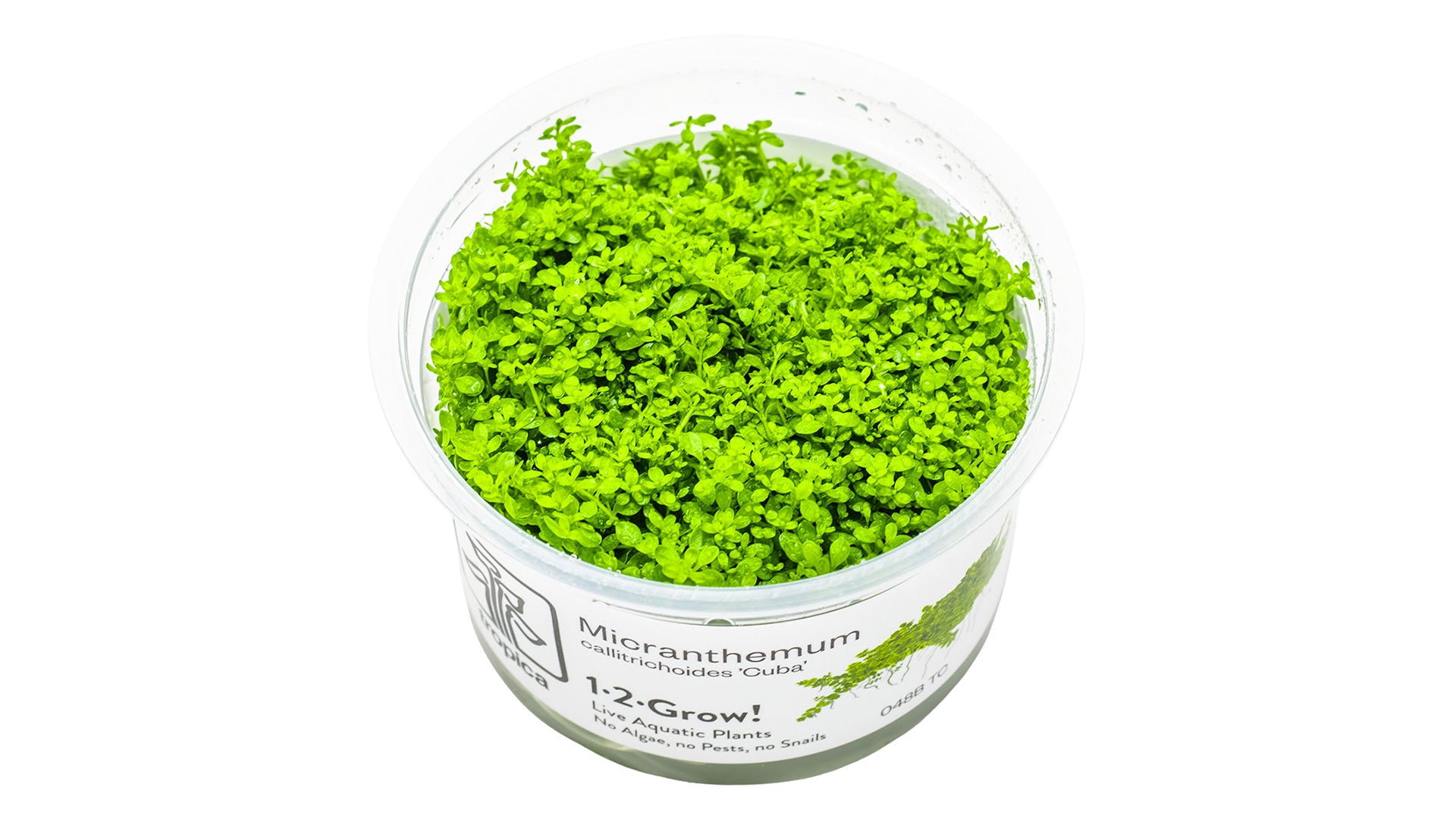 Micranthemum callitrichoides 'Cuba' InVitro Pflanze