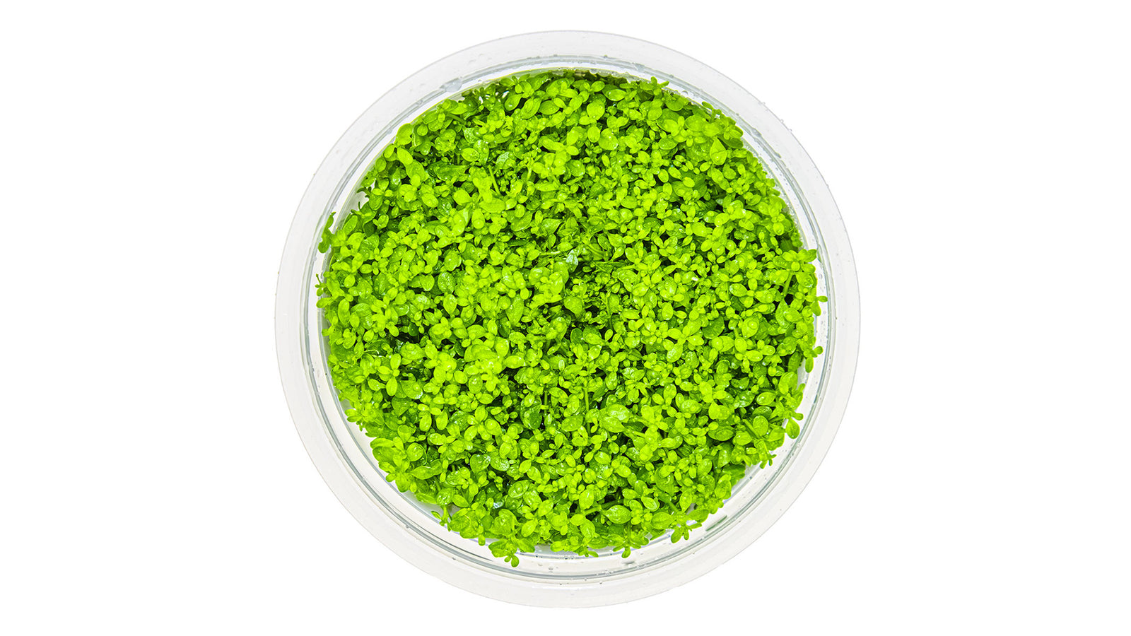 Micranthemum callitrichoides 'Cuba' InVitro Pflanze