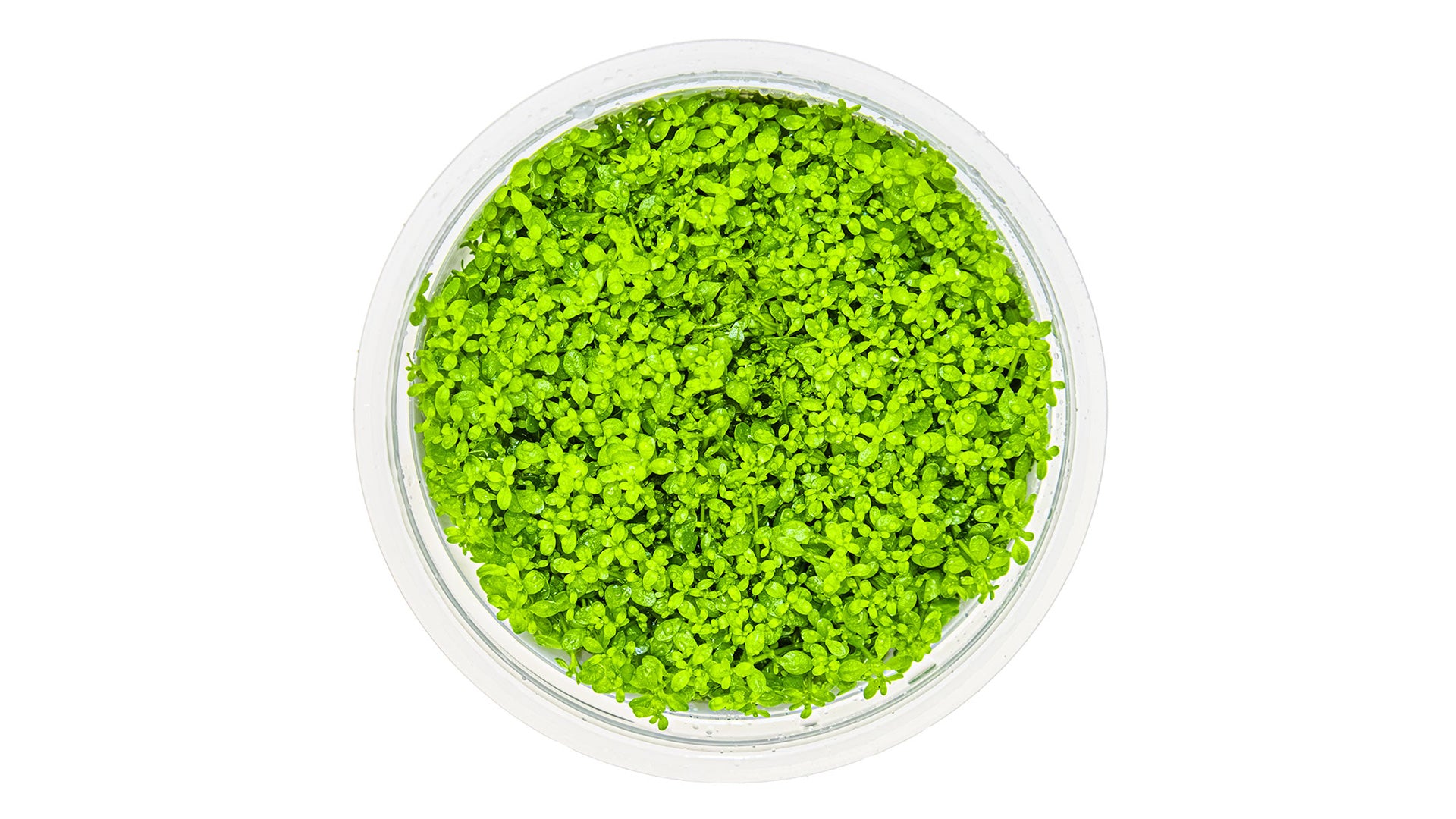 Micranthemum callitrichoides 'Cuba' InVitro Pflanze