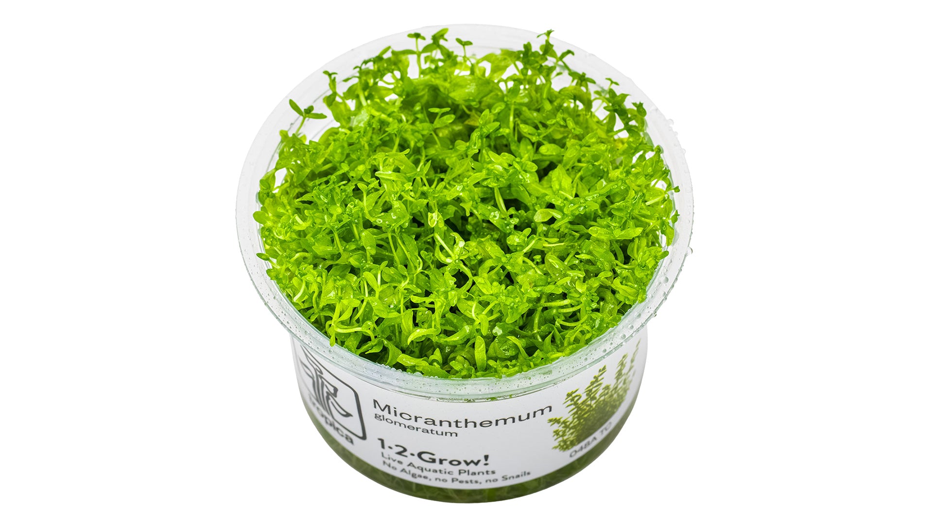 Micranthemum glomeratum InVitro Pflanze