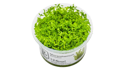 Micranthemum glomeratum