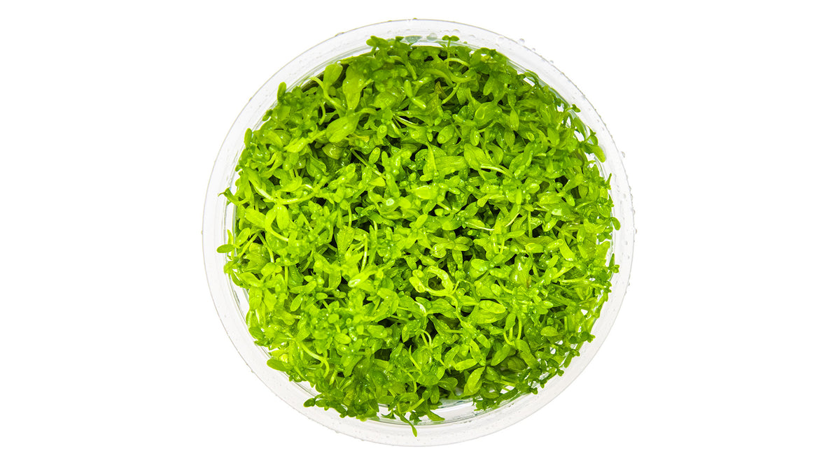 Micranthemum glomeratum von oben