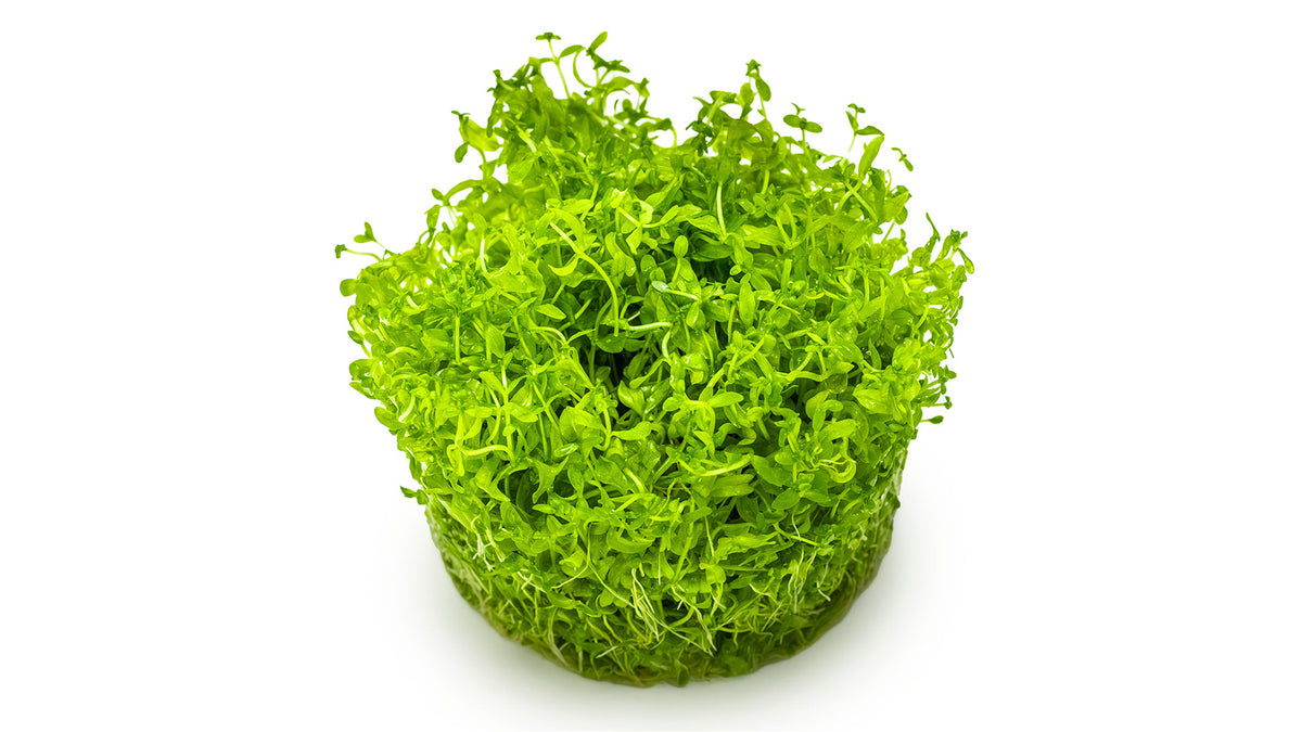 Micranthemum glomeratum