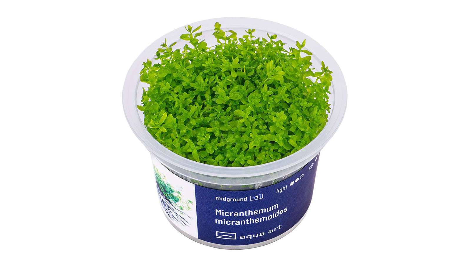 Micranthemum micranthemoides - InVitro
