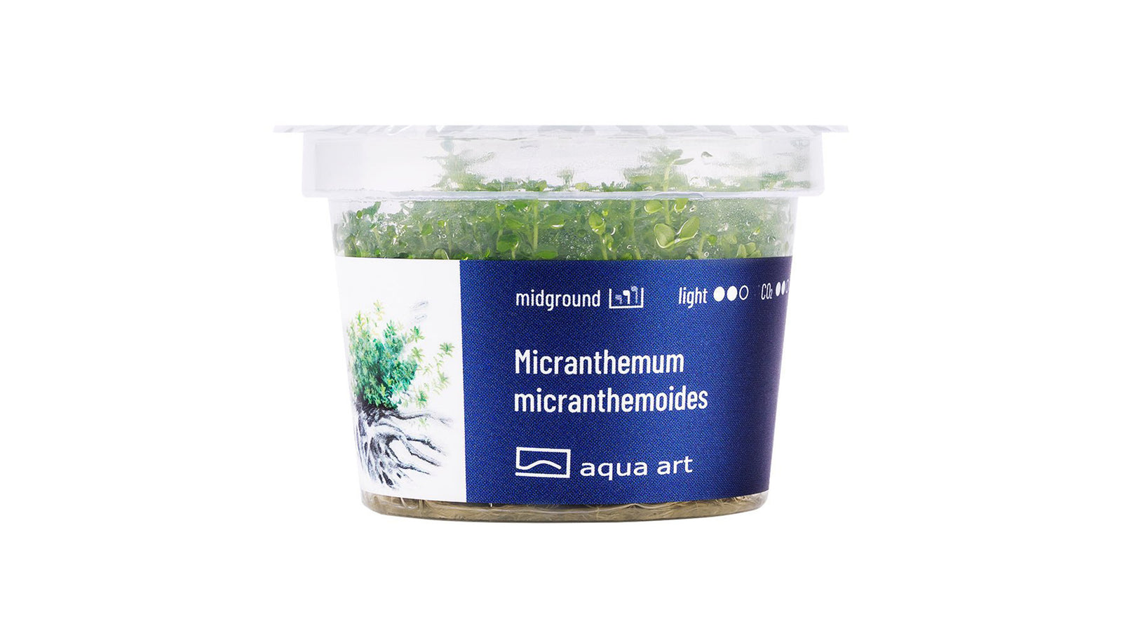 Micranthemum micranthemoides - InVitro