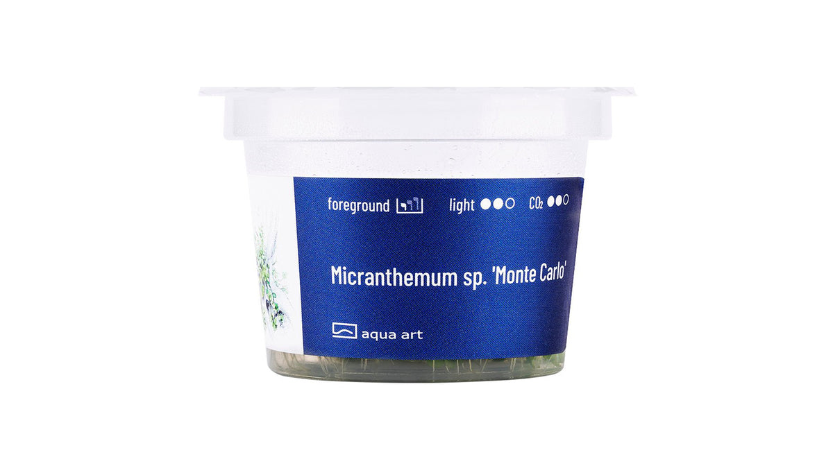 Micranthemum sp. 'Monte Carlo' - InVitro