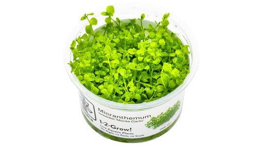 Micranthemum tweediei 'Monte Carlo' InVitro Pflanze