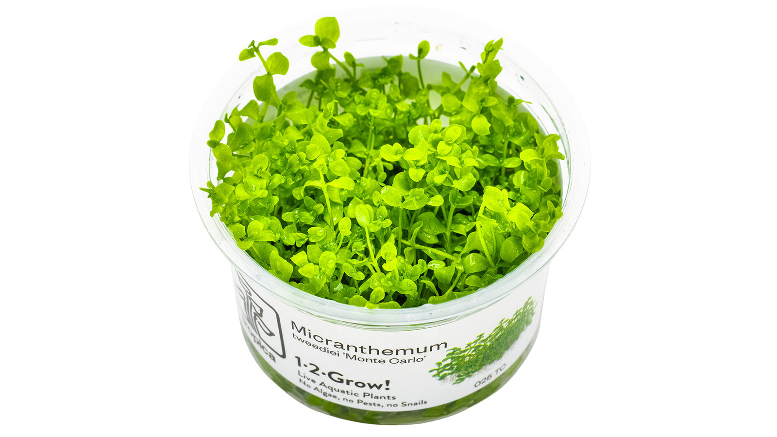 Micranthemum tweediei 'Monte Carlo' InVitro Pflanze