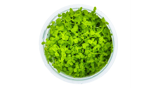 Micranthemum tweediei 'Monte Carlo' von oben