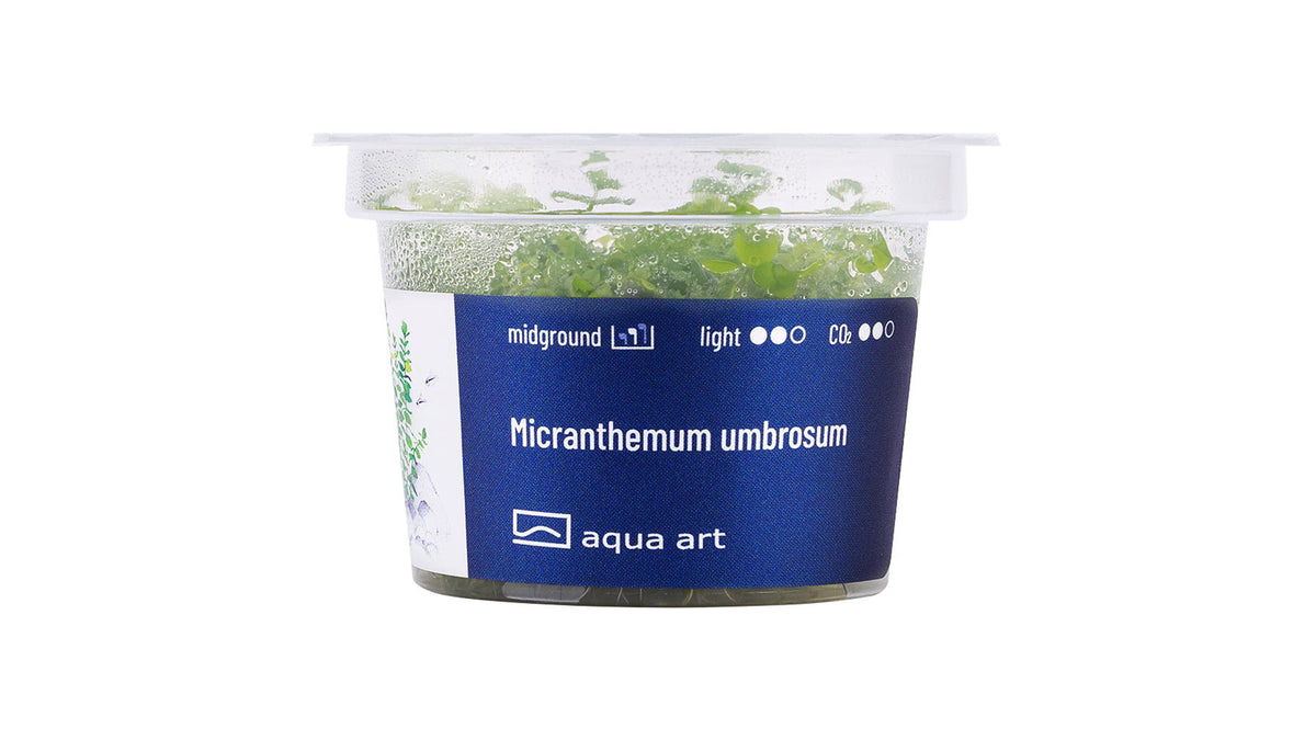Micranthemum umbrosum - InVitro