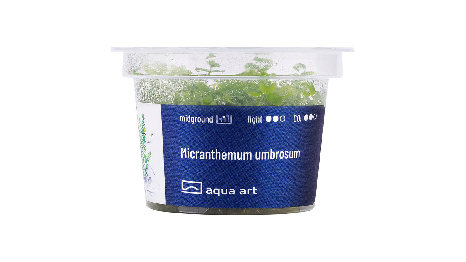 Micranthemum umbrosum - InVitro