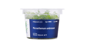 Micranthemum umbrosum - InVitro