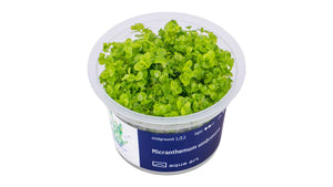 Micranthemum umbrosum - InVitro