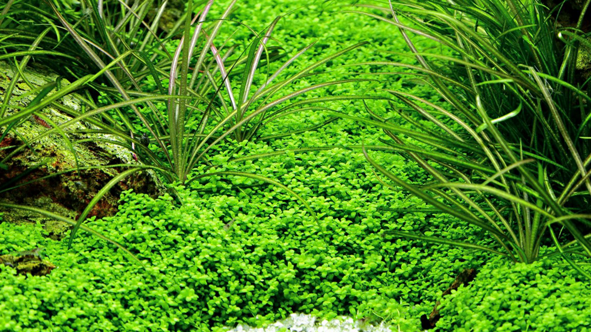 Micranthemum callitrichoides ´Cuba´ - Tropica