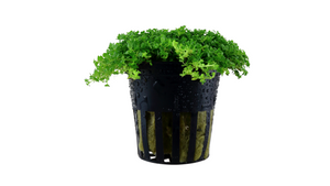 Micranthemum callitrichoides ´Cuba´ - Tropica