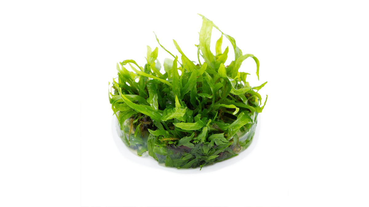 Microsorum pteropus 'Narrow' freigestellt, schmalblättriger Javafarn