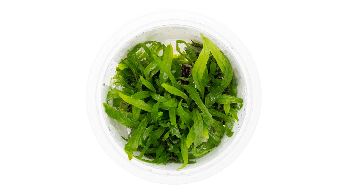 Microsorum pteropus 'Narrow' InVitro von oben mit schmalen grünen Blättern