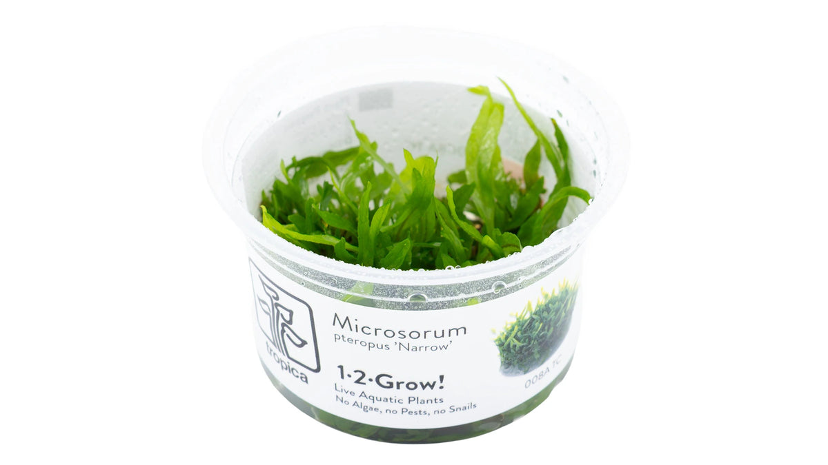 Microsorum pteropus 'Narrow' InVitro im Tropica 1-2-Grow! Becher