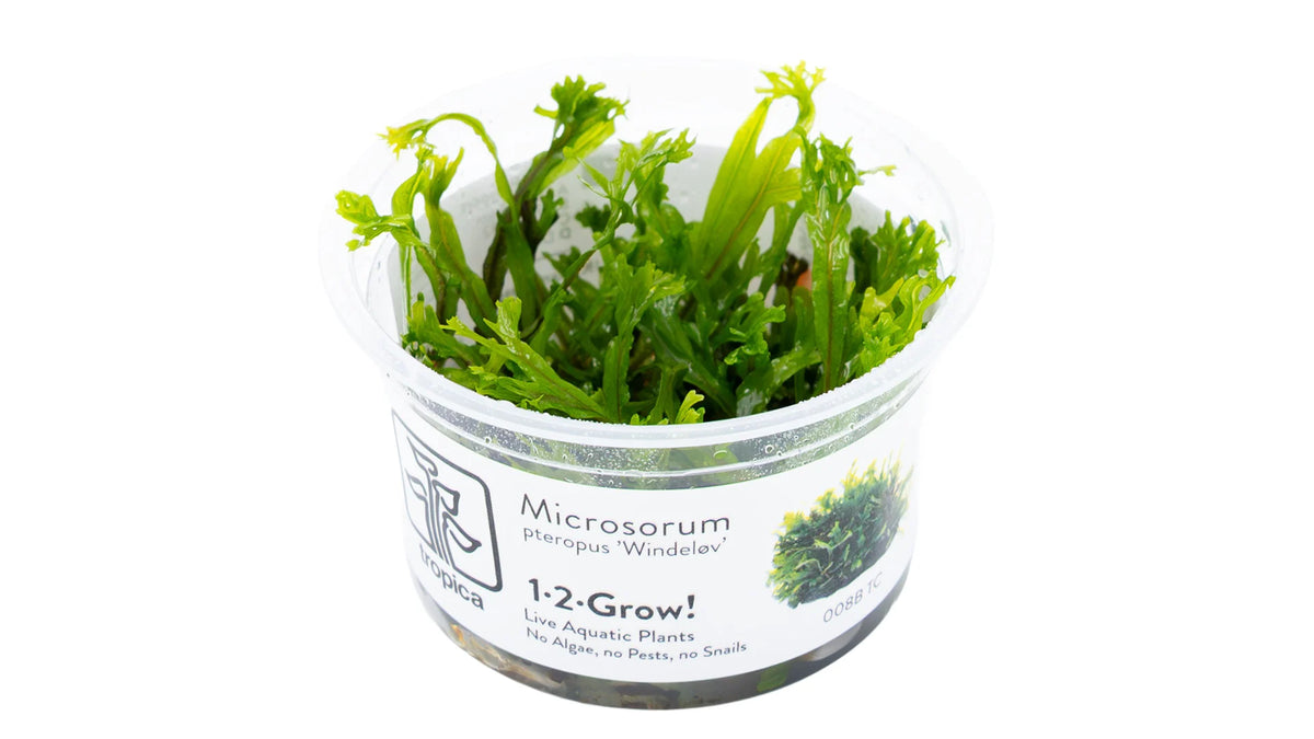 Microsorum pteropus 'Windeløv' InVitro im Tropica 1-2-Grow! Becher
