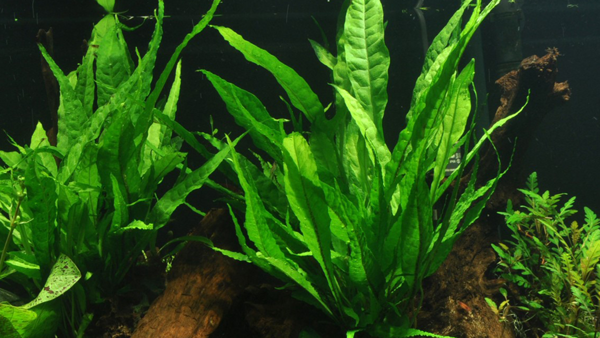 Microsorum pteropus - Mutterpflanze XL  - Tropica