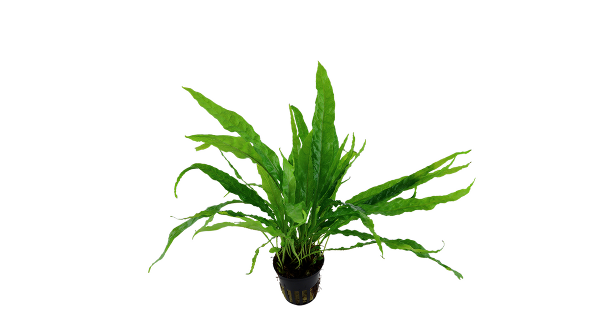 Microsorum pteropus - Tropica