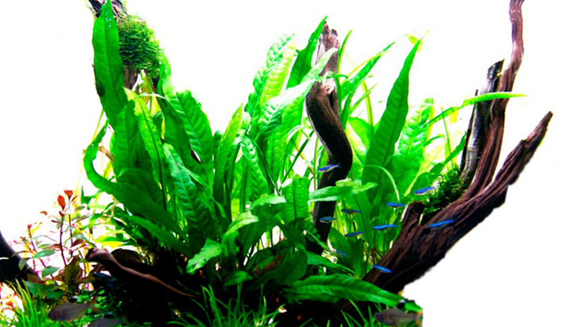 Microsorum pteropus - Mutterpflanze XL  - Tropica