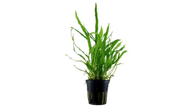 Microsorum pteropus 'Narrow' - Tropica