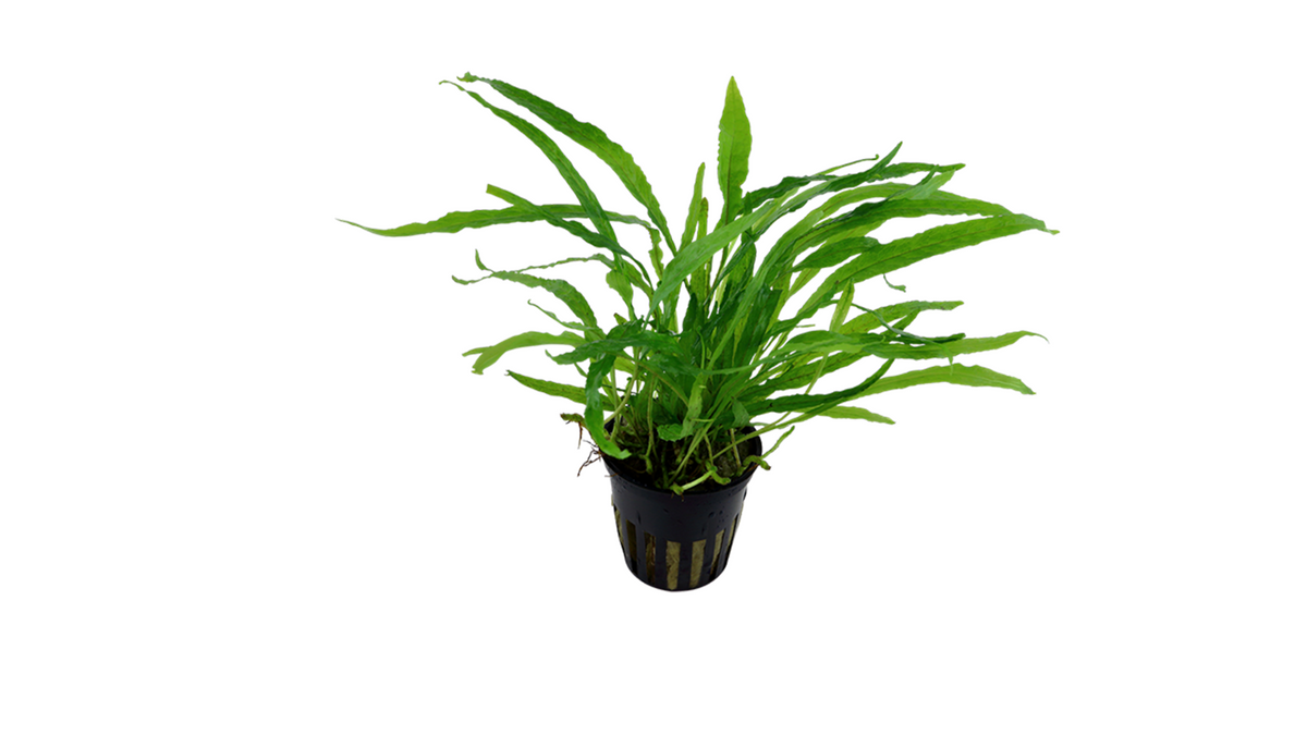 Microsorum pteropus 'Narrow' - Tropica